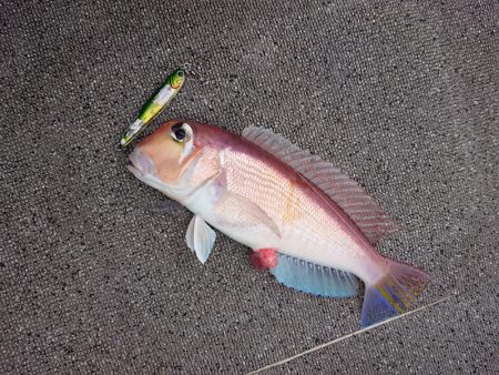 ARCADIAⅡ （アルカディアⅡ） 釣果