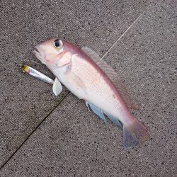 ARCADIAⅡ （アルカディアⅡ） 釣果