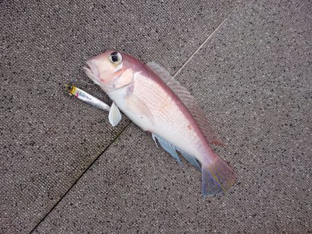 ARCADIAⅡ （アルカディアⅡ） 釣果