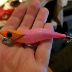 アマテラス 釣果