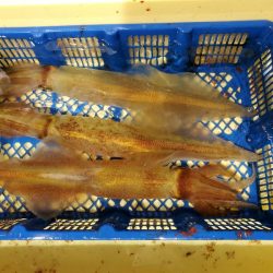 海龍丸(石川) 釣果