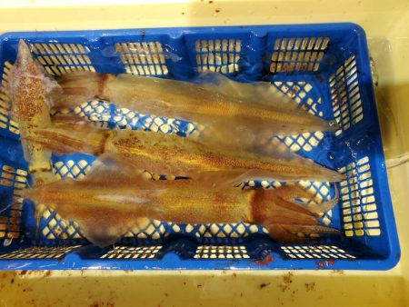 海龍丸(石川) 釣果