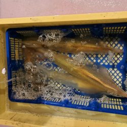 海龍丸(石川) 釣果