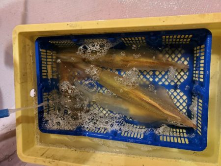 海龍丸(石川) 釣果