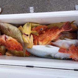 第二龍勢丸 釣果