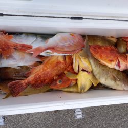 第二龍勢丸 釣果