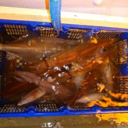 海龍丸（石川） 釣果