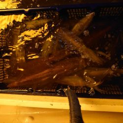 海龍丸（石川） 釣果