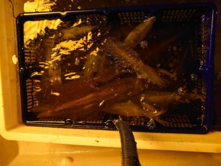 海龍丸（石川） 釣果