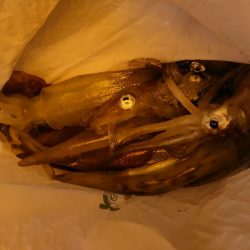 海龍丸（石川） 釣果