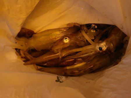 海龍丸（石川） 釣果