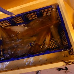 海龍丸（石川） 釣果