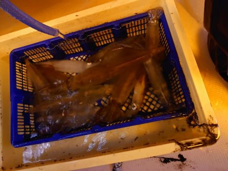 海龍丸（石川） 釣果