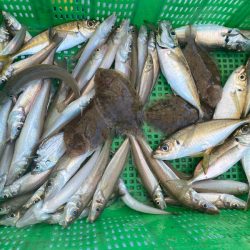 岡田釣船　八英丸 釣果