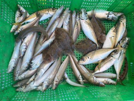 岡田釣船　八英丸 釣果