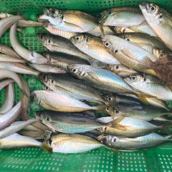 岡田釣船　八英丸 釣果