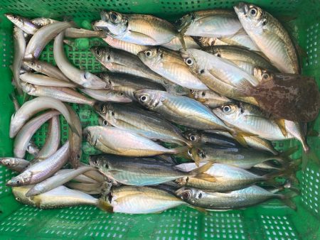 岡田釣船　八英丸 釣果