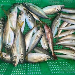 岡田釣船　八英丸 釣果