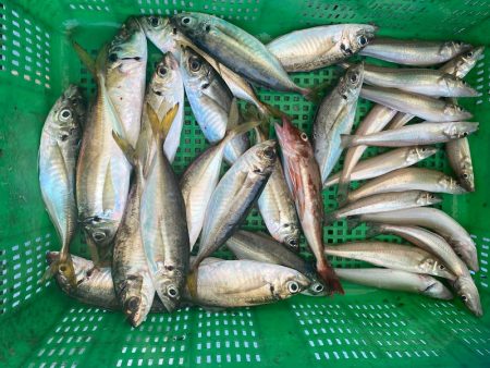 岡田釣船　八英丸 釣果