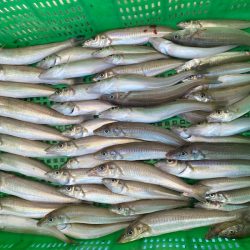 岡田釣船　八英丸 釣果