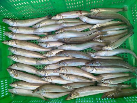 岡田釣船　八英丸 釣果