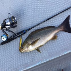 渡船屋たにぐち 釣果