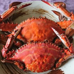 遊漁船 家入 釣果