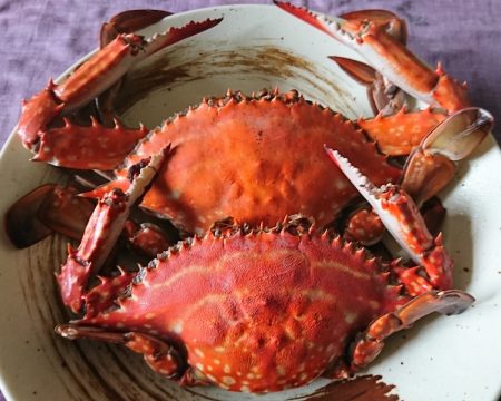 遊漁船 家入 釣果