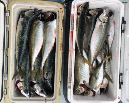 フィッシング キッタカ 釣果