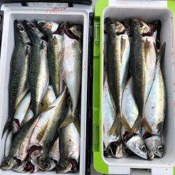 フィッシング キッタカ 釣果