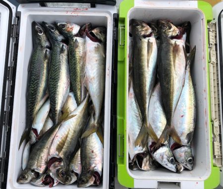 フィッシング キッタカ 釣果