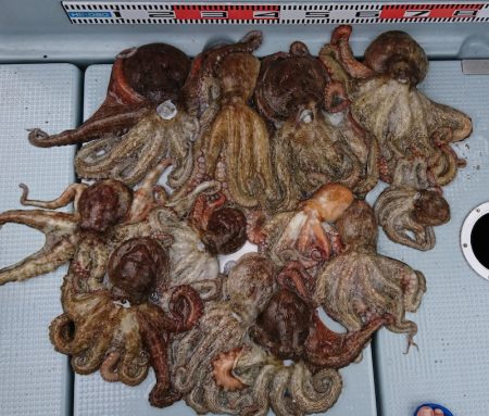 遊漁船　家入 釣果