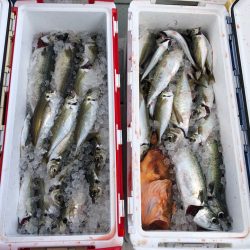 フィッシング キッタカ 釣果