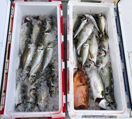 フィッシング キッタカ 釣果