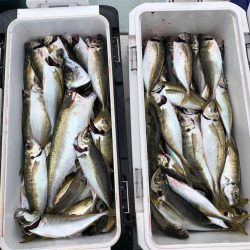 フィッシング　キッタカ 釣果