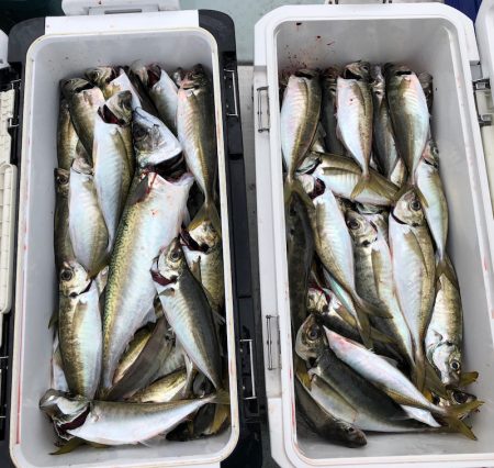 フィッシング　キッタカ 釣果