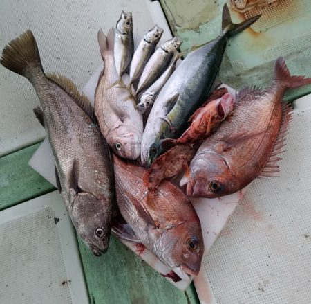 小島丸 釣果
