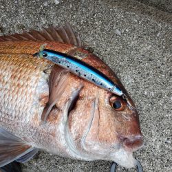 サンマリン 釣果