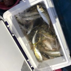 ヤザワ渡船 釣果