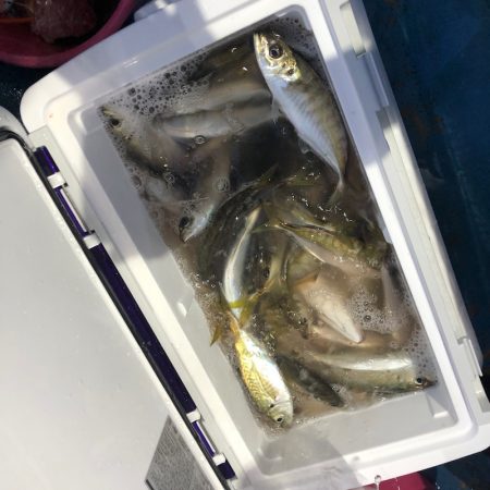 ヤザワ渡船 釣果