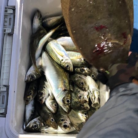 ヤザワ渡船 釣果