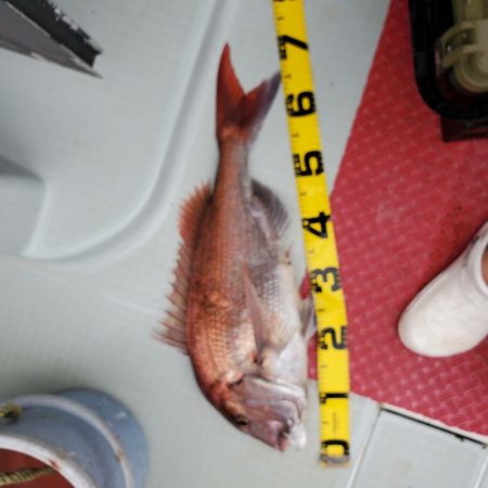 シーライオン 釣果