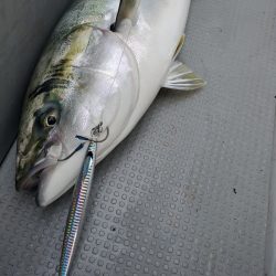 サンマリン 釣果