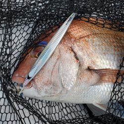 サンマリン 釣果