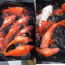 渡船屋たにぐち 釣果