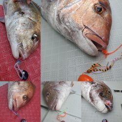 シーライオン 釣果