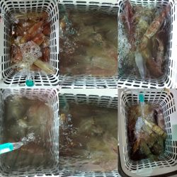 シーライオン 釣果