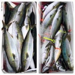 ビッグファイター 釣果