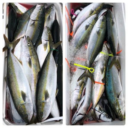 ビッグファイター 釣果