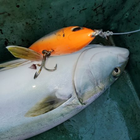 サンマリン 釣果